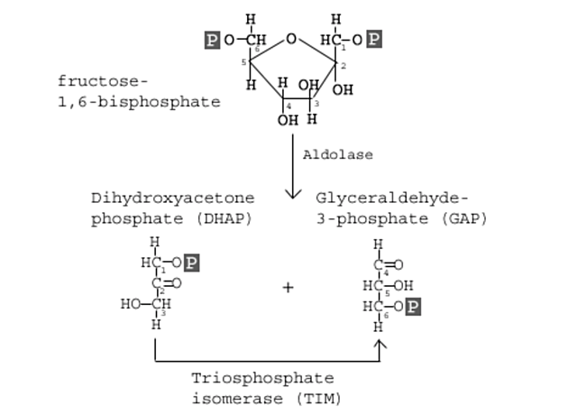 Fourth step: Aldolase enzymatic reaction