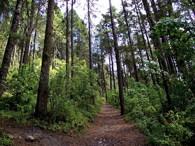 Primera ley Forestal Nacional
