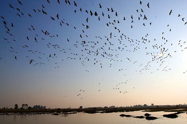 Tratado de Protección de Aves Migratorias y Mamíferos Cinegéticos