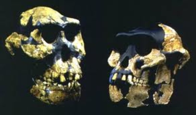 Australopithecus anamensis
