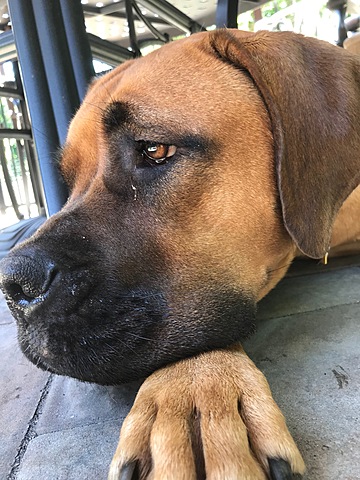 yo tuve mi perro, se llama Cassie