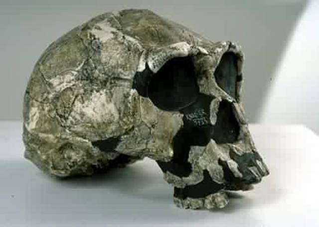 Homo Ergaster ( 2 millions d'anys)