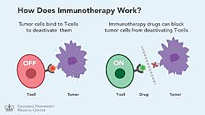 Immunotherapy for cancer treatments