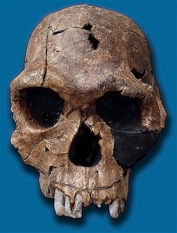 Homo habilis