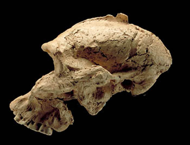 Australopithecus robustus