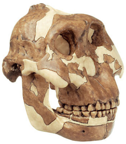 Australopithecus boisei