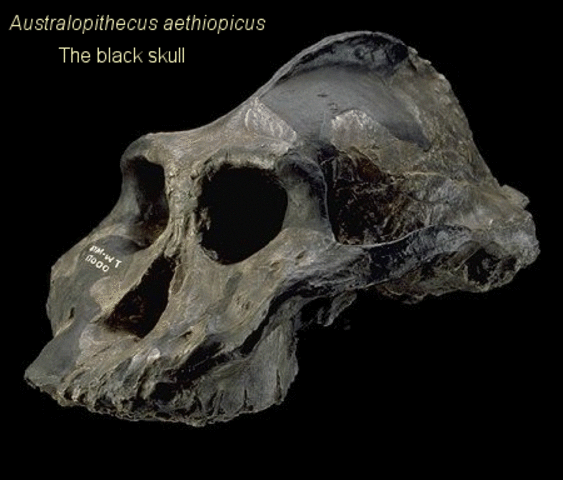 Australopithecus aethiopicus