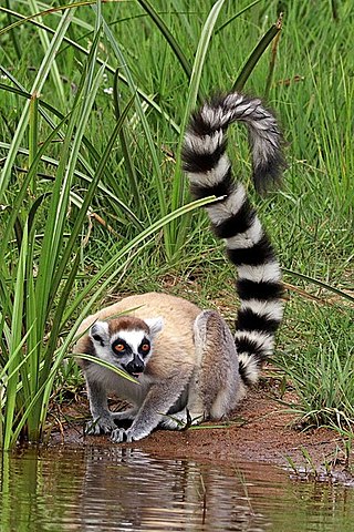 Ring-tailed Lemur