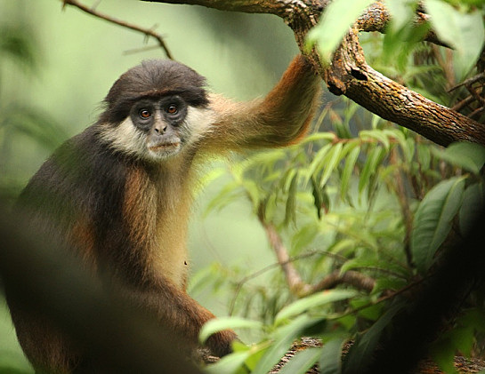 Niger Delta red colobus