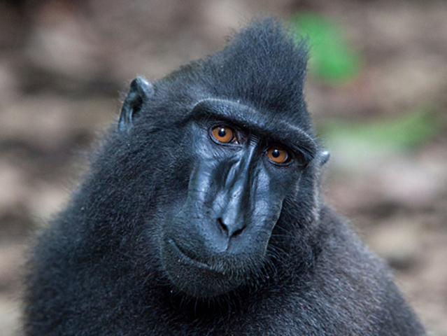 Celebes crested macaque