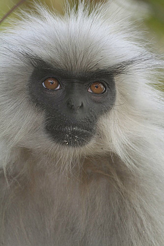 Gee’s Golden Langur
