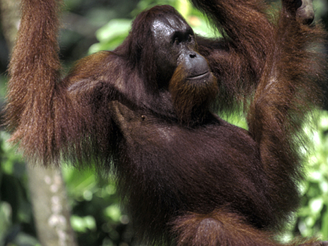 Bornean Orangutan