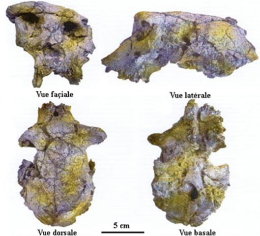 Toumaï fa uns 7 milions d'anys