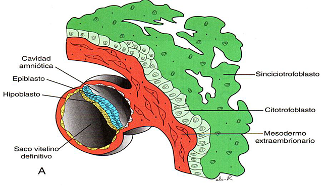 FORMACIÓN DEL BLASTOCITO (2da. Semana)