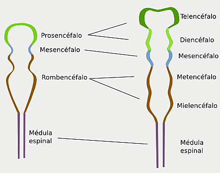 FORMACIÓN DE VESÍCULAS SECUNDARIAS (Semana 5)