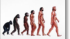 Timeline: Human evolution