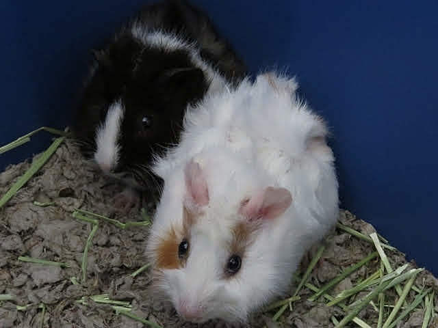 El febrero de 2015, mis conejillos de india, que son un parte de mi familia y se llaman Pepper y Patches, nacieron.