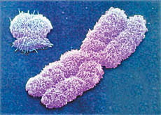 Χρωμοσώματα = φορείς