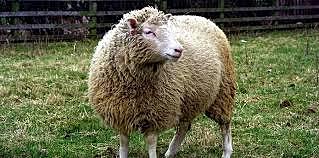 CLONACIÓN DE LA OVEJA DOLLY