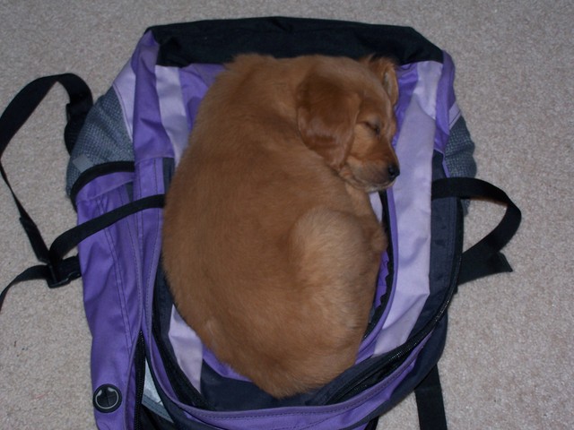 Mi perro primero cumpleaños