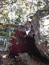 Τα φυτά του Ιπποκράτη