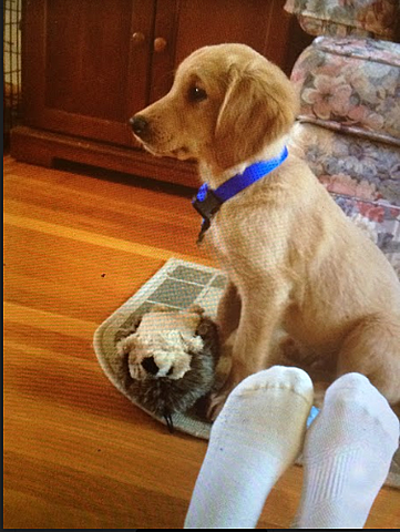 Yo tuve mi primer perro