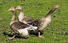 Influenza aviar tipo A (H5N1) de origen Asiático