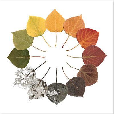 Timeline: Erikson Timeline- Robyn