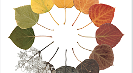 Timeline: Erikson Timeline- Robyn