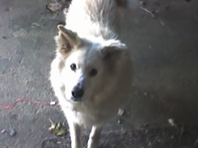 Hace catorce años que recibí mi primer perro Bingo.