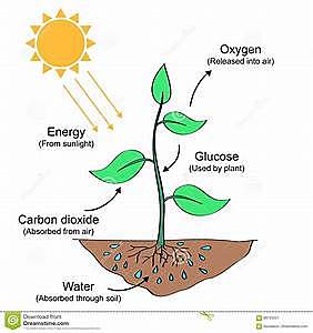 Φωτοσύνθεση