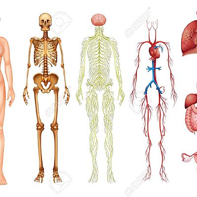 Timeline: Estudios del cuerpo humano a lo largo de la historia