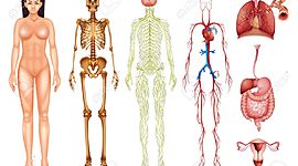 Timeline: Estudios del cuerpo humano a lo largo de la historia