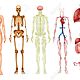 20060286 ilustración de varios sistemas del cuerpo humano y los órganos
