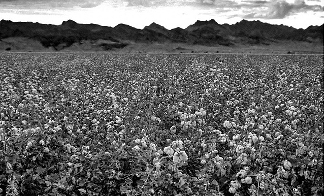 Auge del cultivo y exportación del algodón