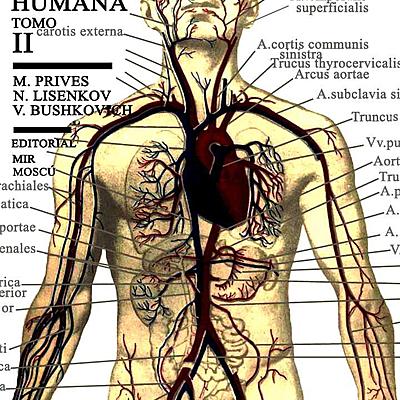 Timeline: Historia de la Anatomia