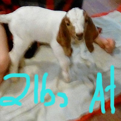 Timeline: Hey Dipstick had her baby!!!