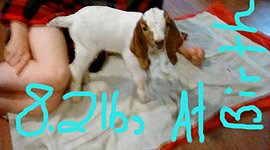 Timeline: Hey Dipstick had her baby!!!