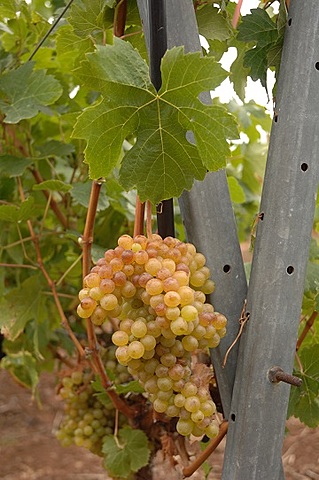 Importación de las Canarias a Salta de uvas malvasía