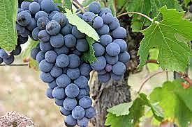 Primeras cepas de uva Malbec en Mendoza