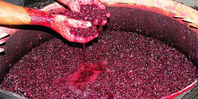 Nuevas técnicas de cultivación para Argentina