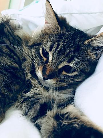 Kitten for Christmas