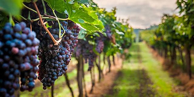 Producción de vino en el centro de México