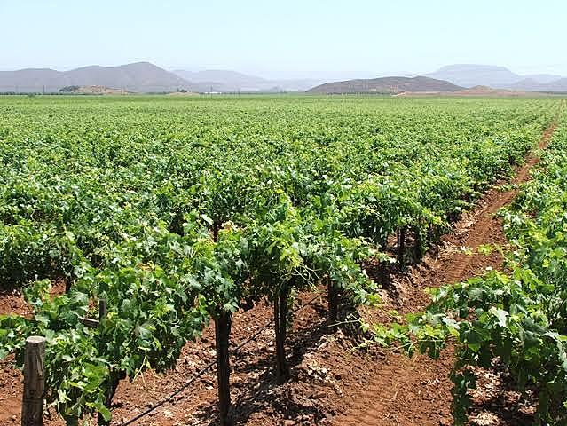 Crece el interés por la vitivinicultura en Mexico