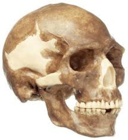 Homo Sapiens ( fa uns 250.000 anys)