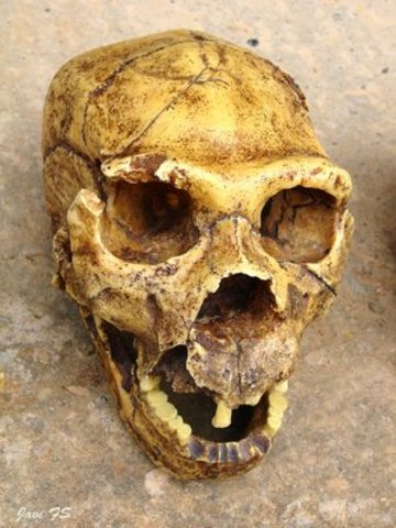 Homo heidelbergensis  (fa uns 800.000 anys)