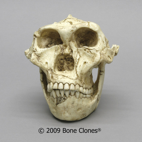 Australopithecus robustus ( fa entre 1500 i 2000 milions d'anys approx.)