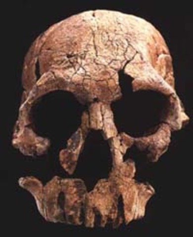 Homo Rudolfensis ( fa uns 1.900 milions d'anys)