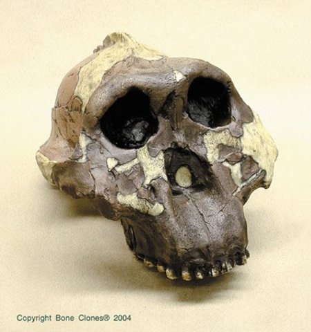 Australopithecus boisei (fa entre 1.5 i 2.5 milions d'anys)