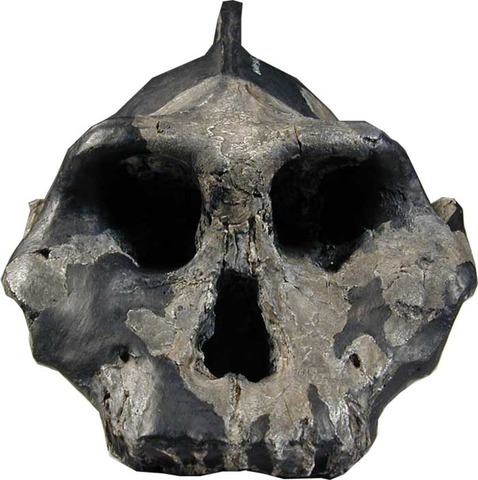 Australopithecus aethiopicus ( fa uns 2700000 anys)